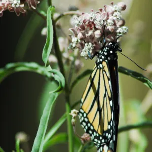 Monarch butterfly emergence, milkweed