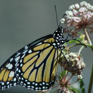 Monarch butterfly emergence, milkweed