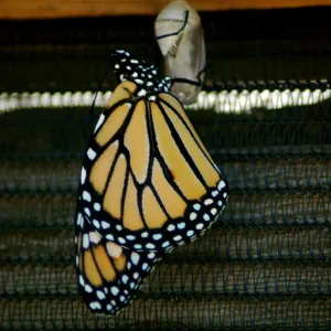 Monarch butterfly emergence