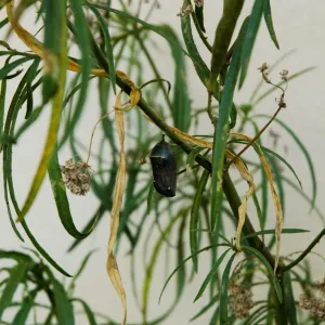 Monarch butterfly emergence, milkweed