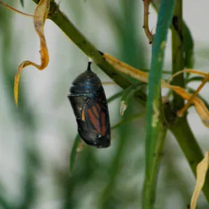 Monarch butterfly emergence, milkweed