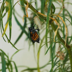 Monarch butterfly emergence, milkweed