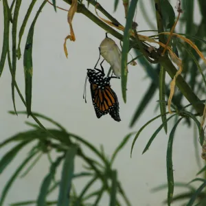 Monarch butterfly emergence, milkweed