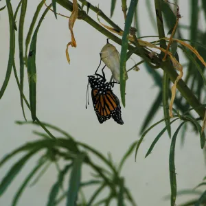 Monarch butterfly emergence, milkweed