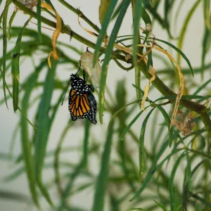 Monarch butterfly emergence, milkweed