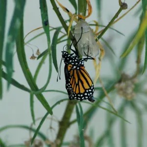 Monarch butterfly emergence, milkweed