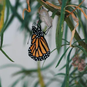 Monarch butterfly emergence, milkweed