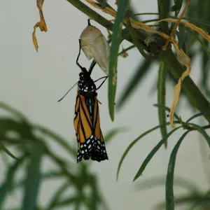 Monarch butterfly emergence, milkweed