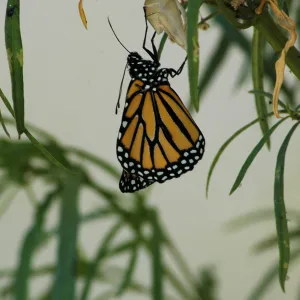 Monarch butterfly emergence, milkweed