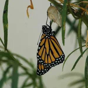 Monarch butterfly emergence, milkweed