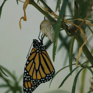 Monarch butterfly emergence, milkweed