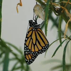 Monarch butterfly emergence, milkweed