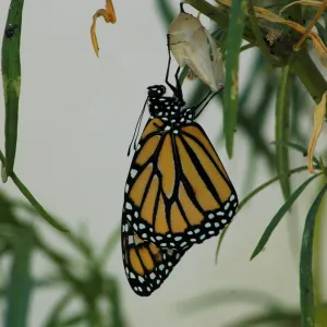 Monarch butterfly emergence, milkweed