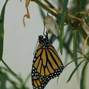 Monarch butterfly emergence, milkweed