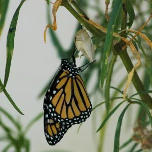 Monarch butterfly emergence, milkweed