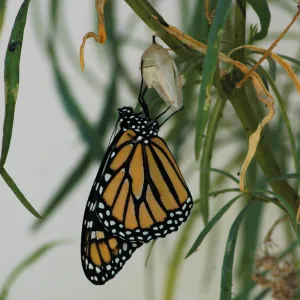 Monarch butterfly emergence, milkweed