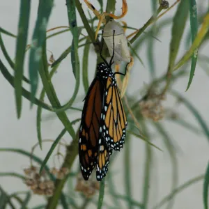 Monarch butterfly emergence, milkweed