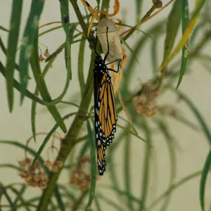Monarch butterfly emergence, milkweed