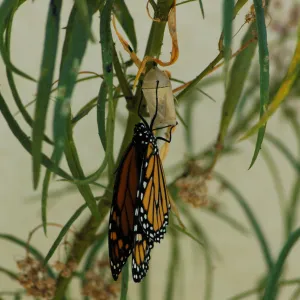 Monarch butterfly emergence, milkweed