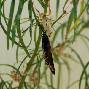 Monarch butterfly emergence, milkweed