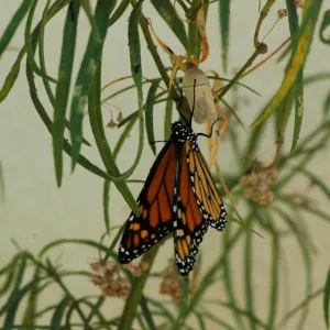 Monarch butterfly emergence, milkweed