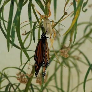 Monarch butterfly emergence, milkweed