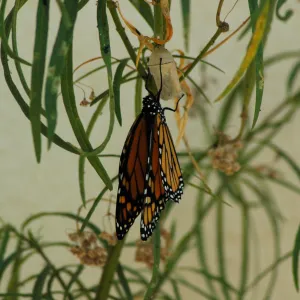 Monarch butterfly emergence, milkweed