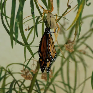 Monarch butterfly emergence, milkweed