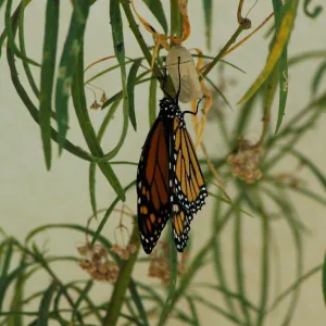 Monarch butterfly emergence, milkweed