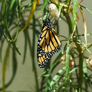 Monarch butterfly emergence, milkweed