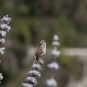 Songster in the Meadow, chirping bird on Salvia (Sage), song sparrow, SBBG Meadow, SBBG Photo Contest 2013, grand prize winner
