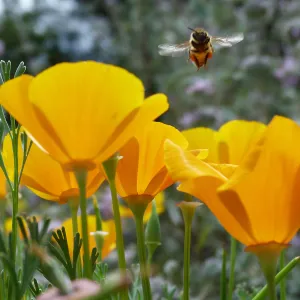 Honeybee visiting California poppies, hovering, SBBG Photo Contest 2013, 3rd place