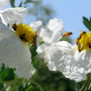 Matilija poppies with honeybees, SBBG Photo Contest 2013