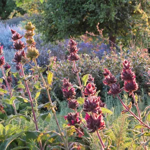 Hummingbird sage, Salvia spathacea, SBBG Photo Contest 2013