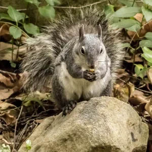 Grey squirrel with acorn at SBBG, SBBG Photo Contest 2013
