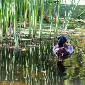 mallard duck in the Meadow Pond, SBBG Photo Contest 2013