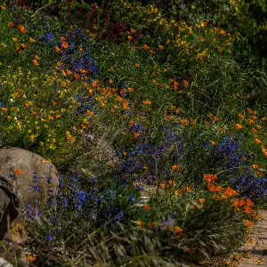 wildflower display by the Meadow path, SBBG Photo Contest 2013