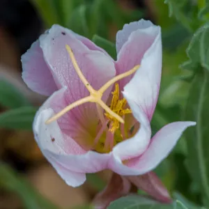 pink flower in the Desert Section at SBBG, SBBG Photo Contest 2013