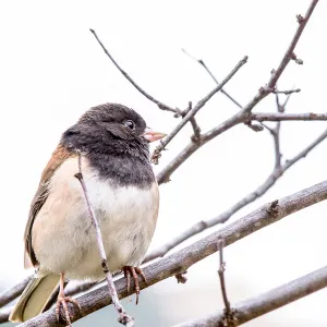 Junco at SBBG, SBBG Photo Contest 2013