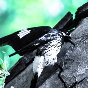 Acorn woodpecker in the Garden, SBBG Photo Contest 2013