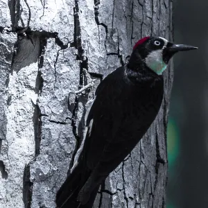 Acorn woodpecker in the Garden, SBBG Photo Contest 2013