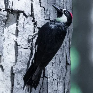 Acorn woodpecker in the Garden, SBBG Photo Contest 2013