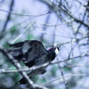 Acorn woodpecker in the Garden, SBBG Photo Contest 2013