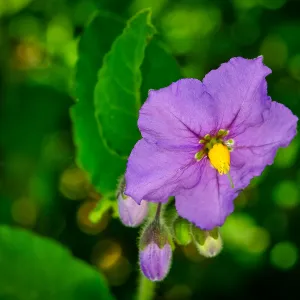 Solanum, SBBG Photo Contest 2013