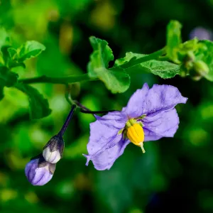 Solanum, SBBG Photo Contest 2013