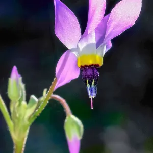 Dodecatheon, SBBG Photo Contest 2013