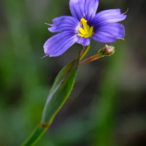 Blue Eyed grass, Sisyrinchium, SBBG Photo Contest 2013