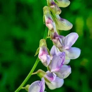 Vetch flowers, SBBG Photo Contest 2013