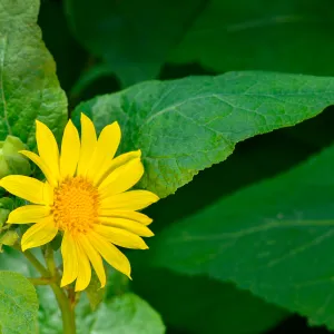 yellow sunflower, SBBG Photo Contest 2013