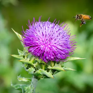 thistle, honey bee, SBBG Photo Contest 2013